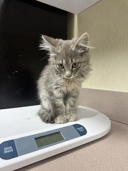 A baby small-sized female Domestic Short Hair cat named Rod for adoption in Salisbury, MD
