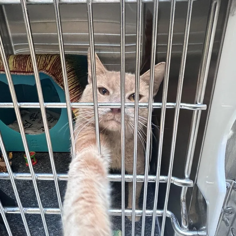 An adult medium-sized male Domestic Short Hair cat named Pedro for adoption in Baltimore, MD