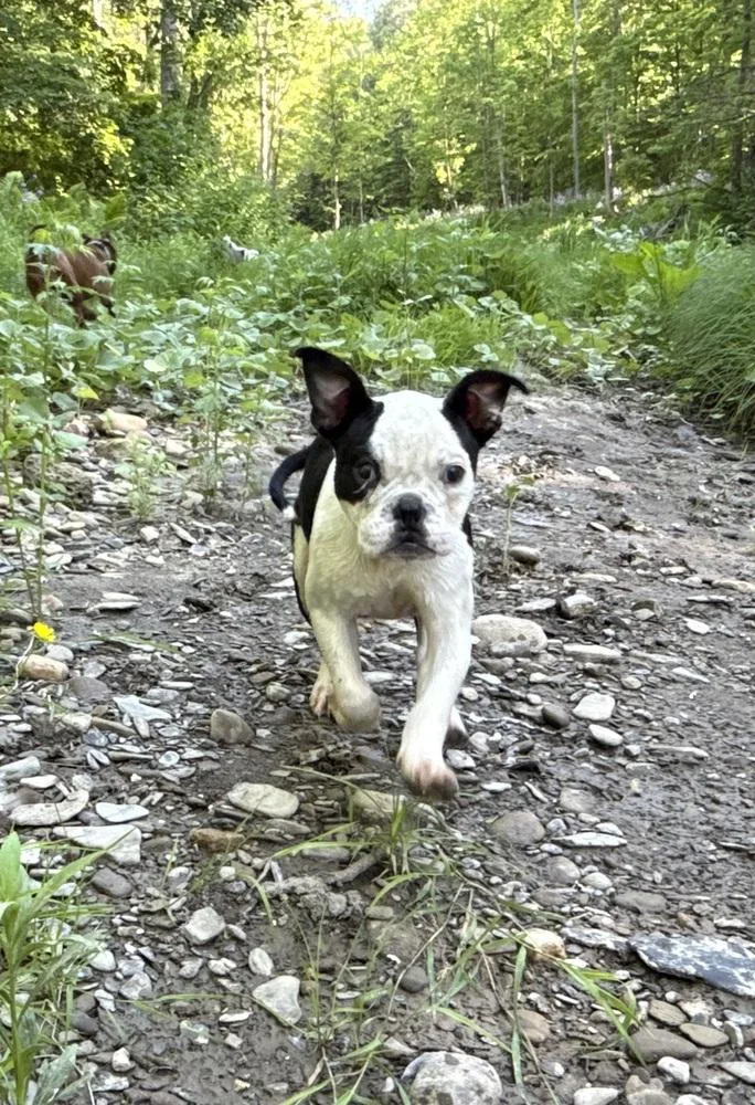 Elvis