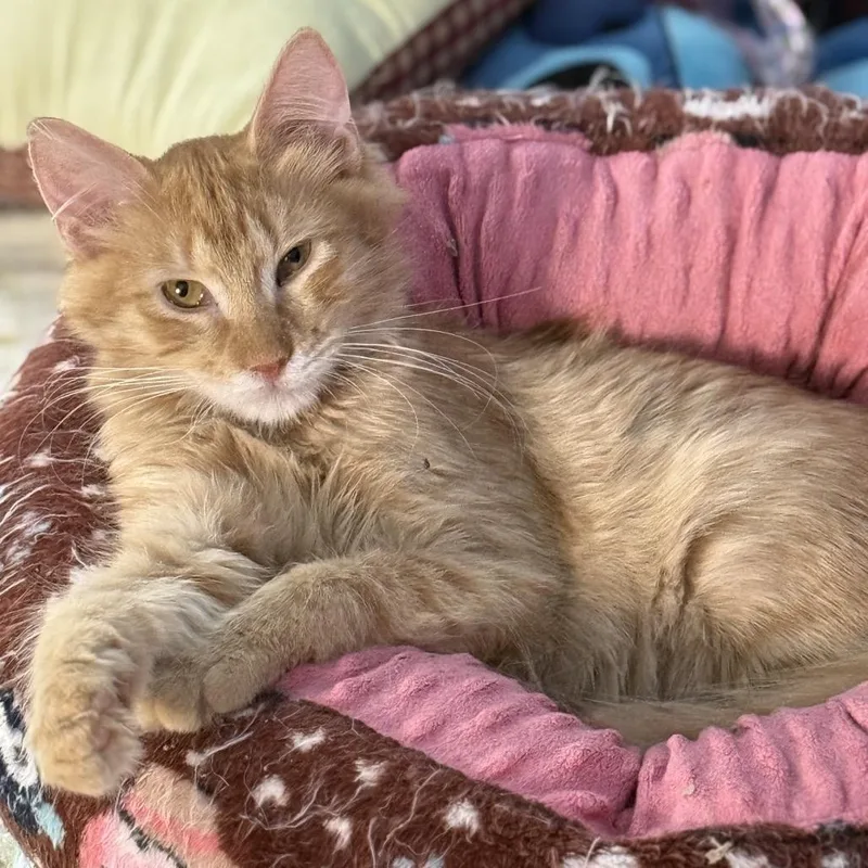 A baby small-sized male Domestic Medium Hair cat named Bitcoin for adoption in Mount Laurel, NJ
