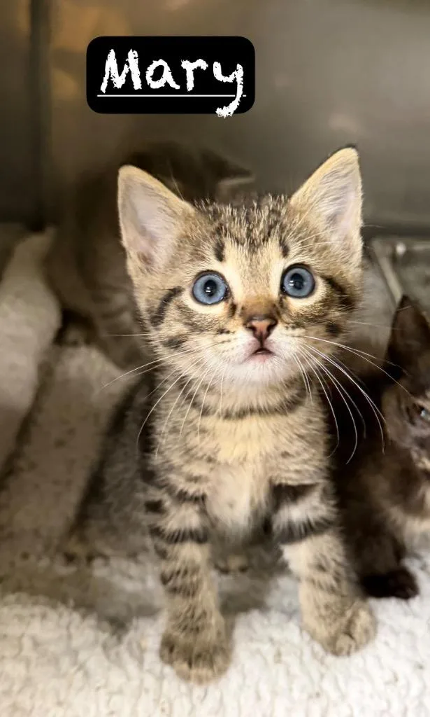 A baby small-sized female Domestic Short Hair cat named Mary for adoption in Maumelle, AR