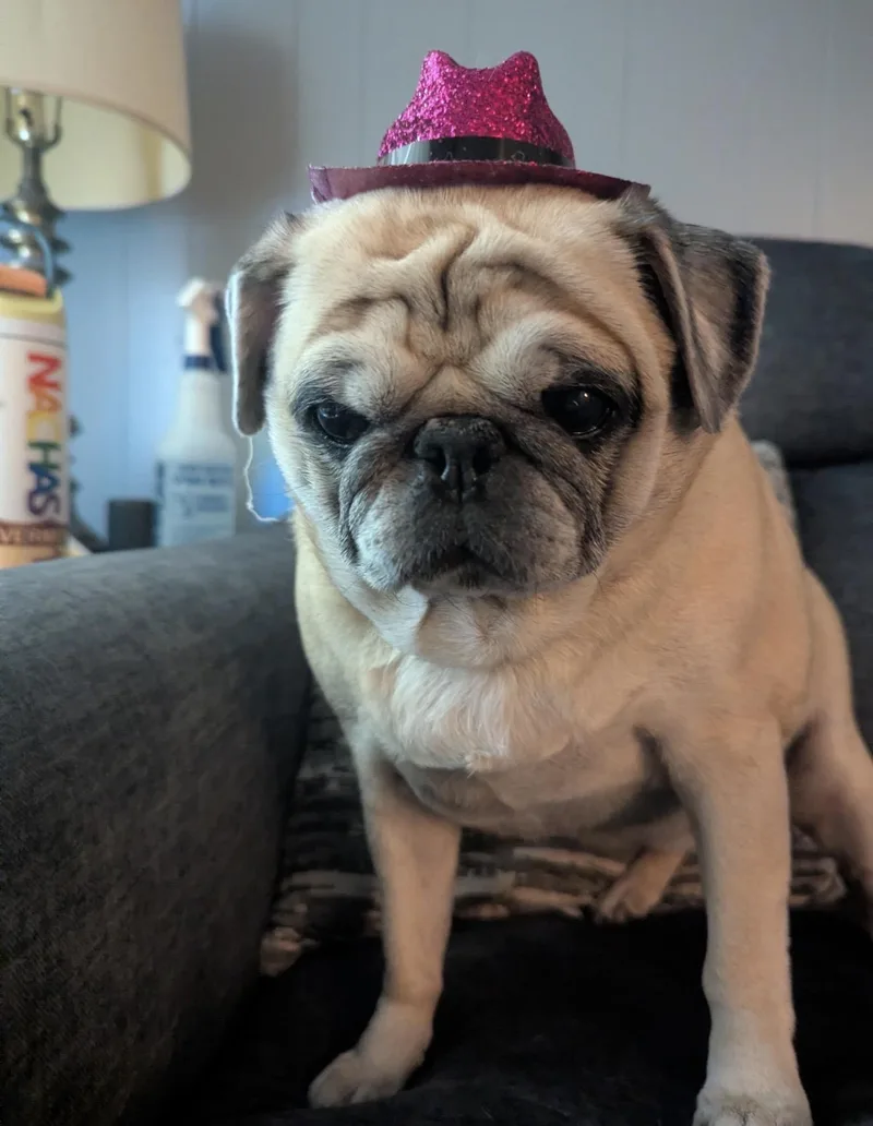 A senior small-sized female Pug dog named Potato for adoption in Hillsborough, NC