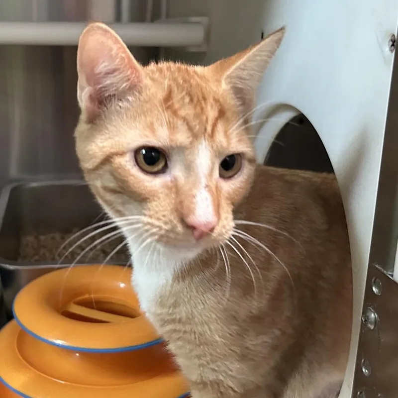 A young medium-sized male Orange / Red Domestic Short Hair cat named Storm for adoption in Oyster Bay, NY