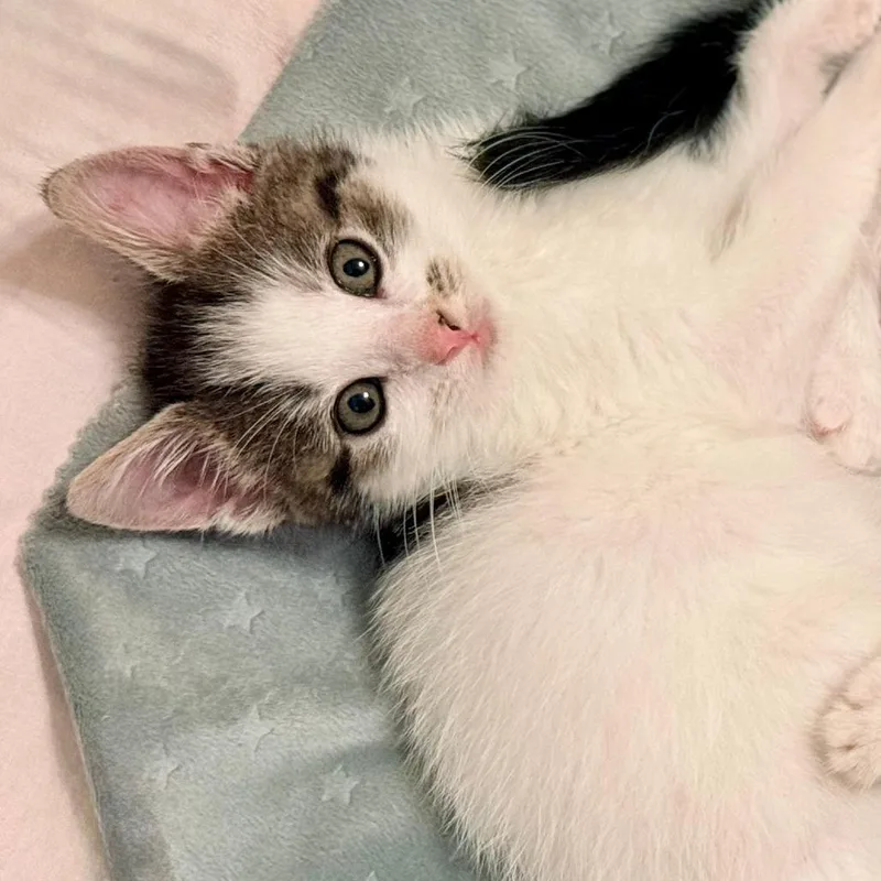 A baby small-sized female Domestic Short Hair cat named Fawn for adoption in Cumming, GA