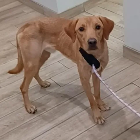 An adult medium-sized male Yellow Labrador Retriever dog named JackO'Lantern for adoption in Oak Park, IL