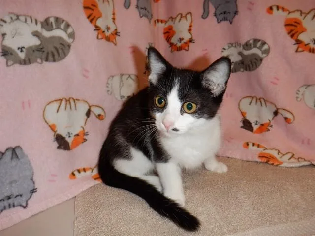 A baby small-sized female Domestic Short Hair cat named A for adoption in San Jose, CA