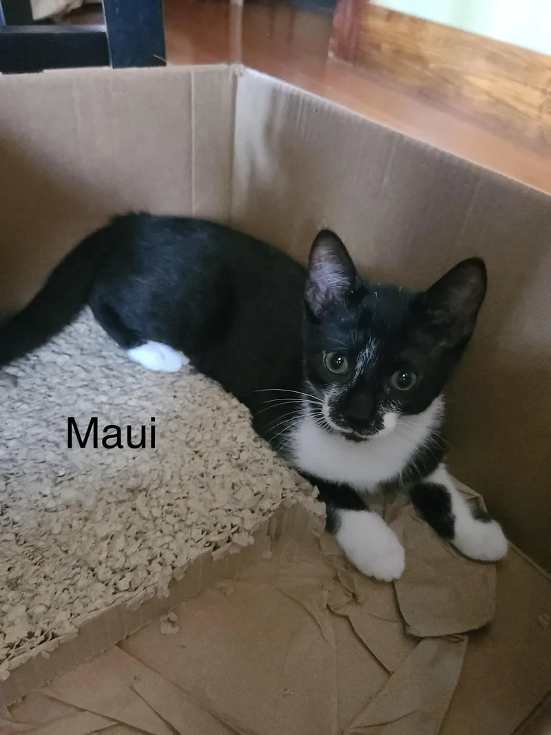 A baby medium-sized male Black & White / Tuxedo Domestic Short Hair cat named Maui for adoption in Menasha, WI