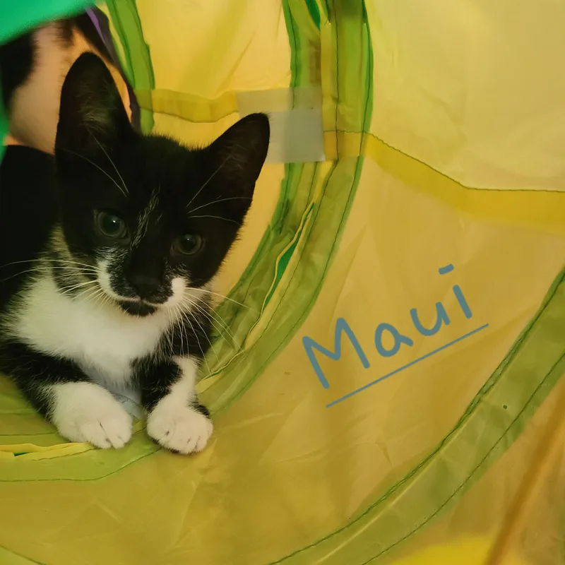 Maui thumbnail 2