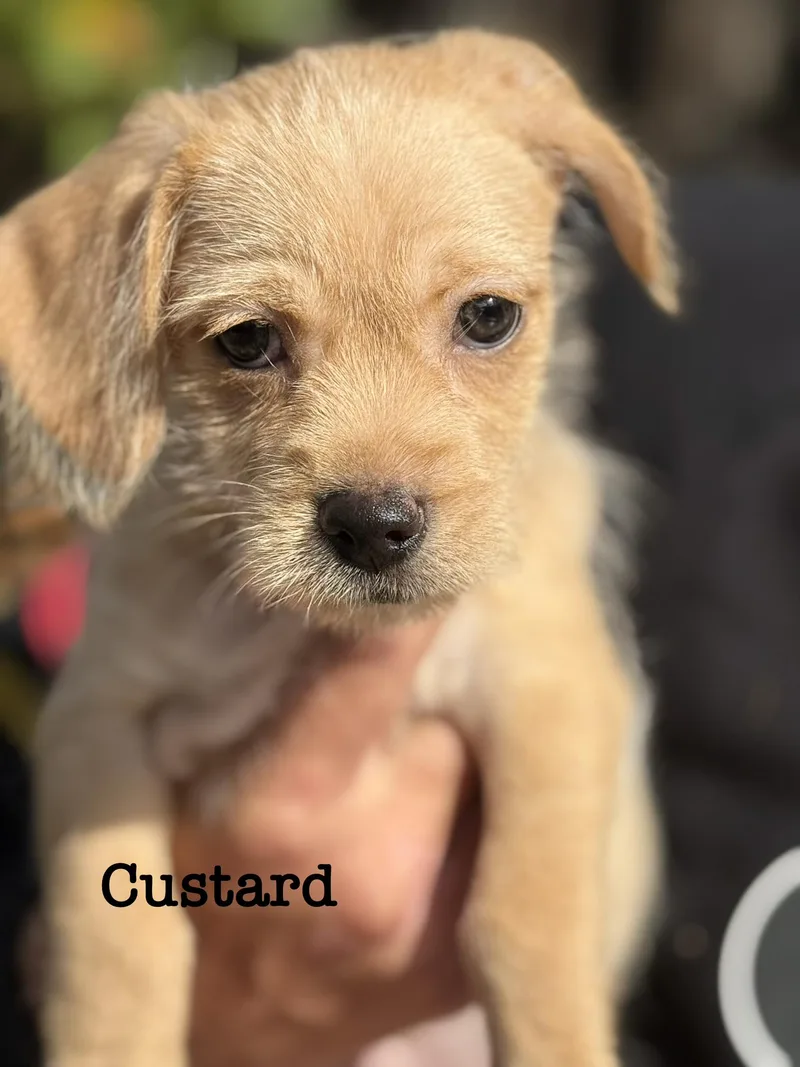 Custard
