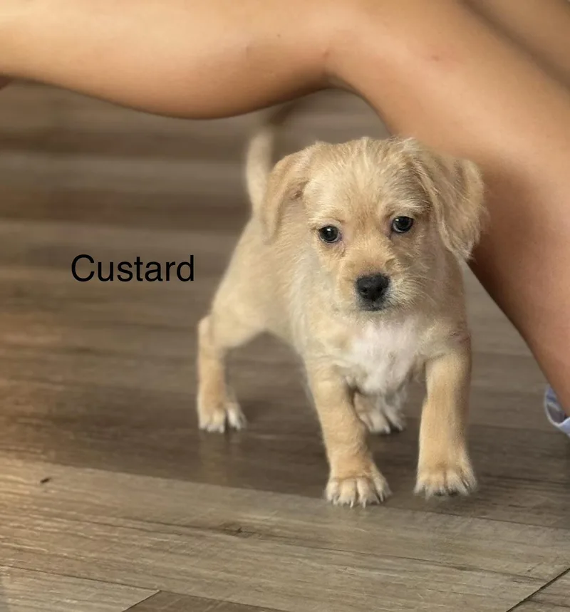 Custard thumbnail 2