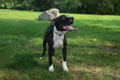 An adult large-sized male Pit Bull Terrier dog named Shiloh for adoption in Kansas City, MO