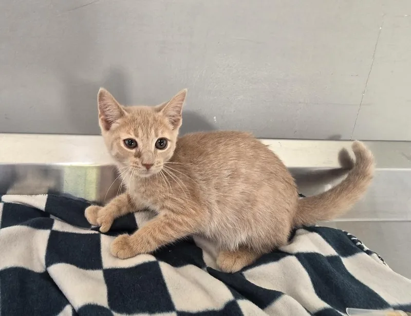 A baby small-sized female Tabby (Orange / Red) Domestic Short Hair cat named Rosa for adoption in Dickson, TN