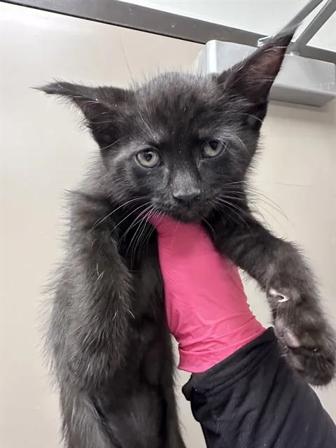 A baby small-sized male Domestic Short Hair cat named Bubba for adoption in Ontario, CA