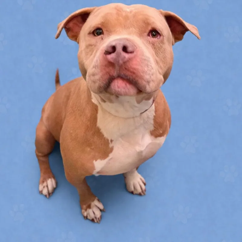 An adult large-sized female Yellow / Tan / Blond / Fawn Mixed Breed dog named Goldie for adoption in Bartlett, TN