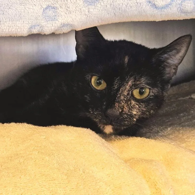 An adult medium-sized female Tortoiseshell Domestic Short Hair cat named Darlene for adoption in Dover, NH