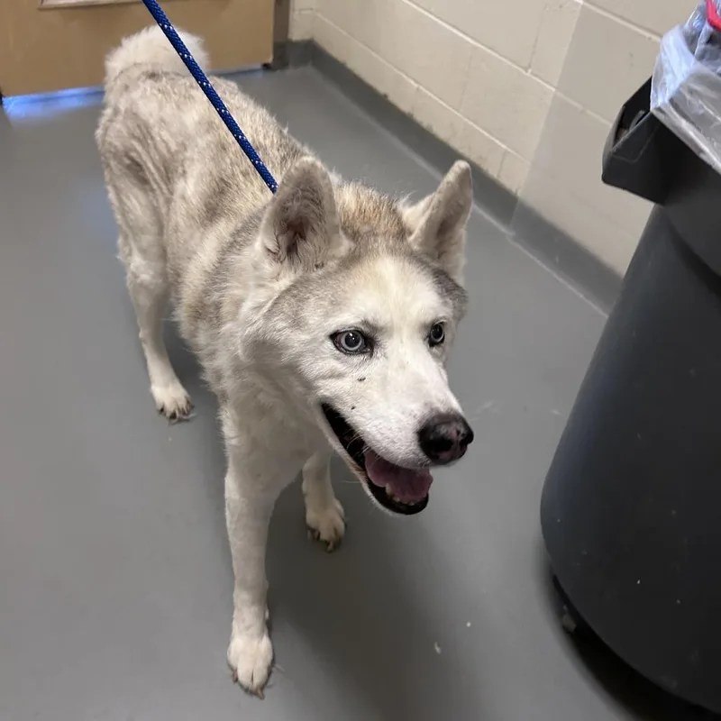 A senior medium-sized male White / Cream Mixed Breed dog named River for adoption in Asheville, NC