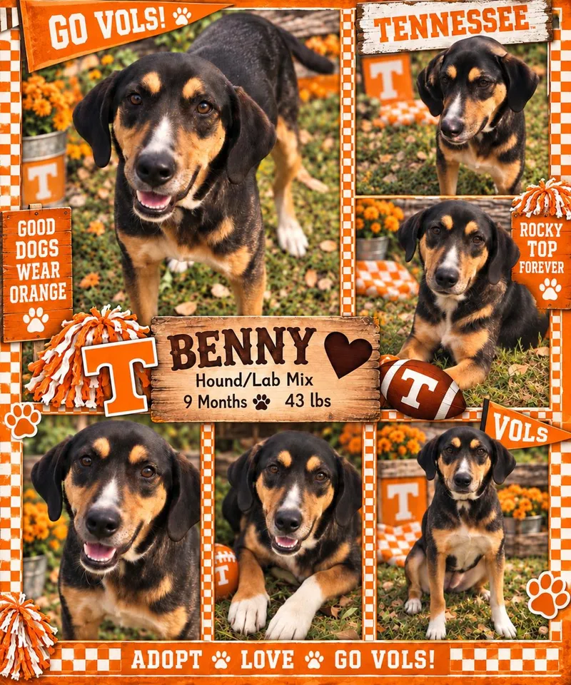 A young medium-sized male Hound dog named Benny for adoption in Jackson, TN