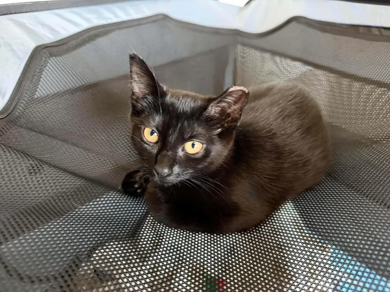 A baby medium-sized female Black Domestic Short Hair cat named Jump for adoption in Omaha, NE
