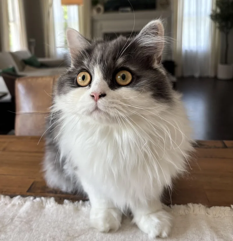 A young large-sized male Persian cat named Cannoli for adoption in Allentown, NJ