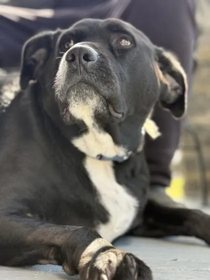 An adult medium-sized male Boxer dog named Walle for adoption in Malvern, PA