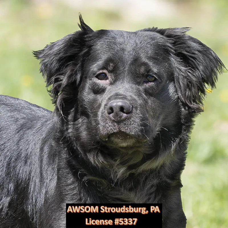 A senior medium-sized male Black Black Labrador Retriever dog named Dodge for adoption in Stroudsburg, PA
