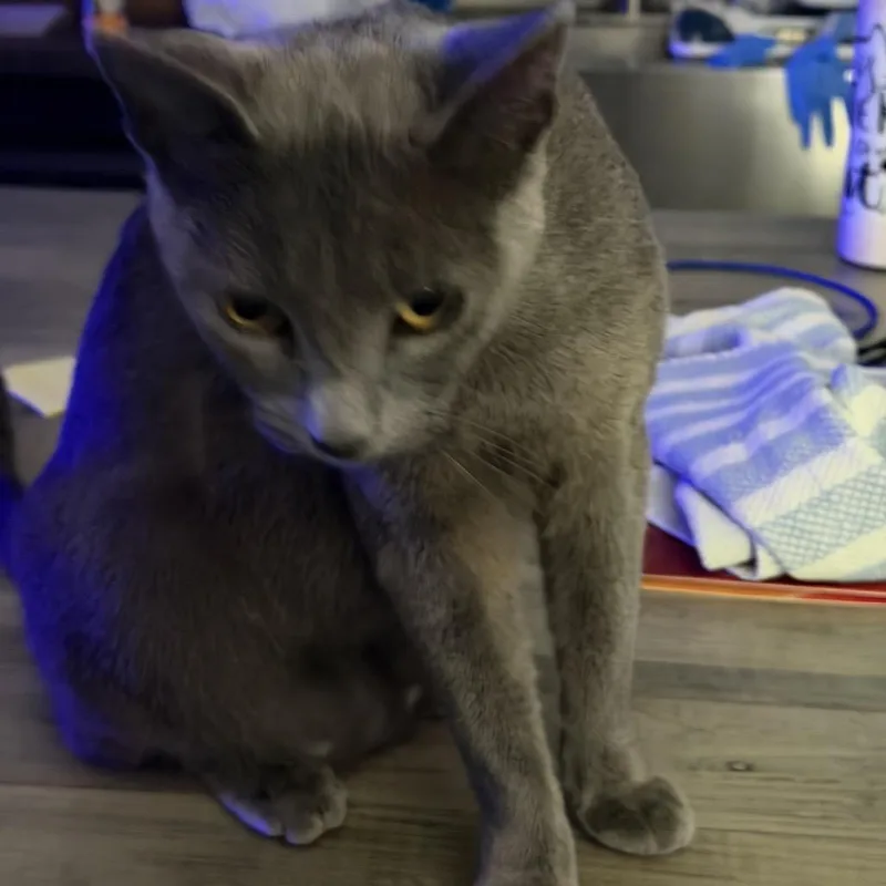 An adult medium-sized female Russian Blue cat named Penny Blue for adoption in Baytown, TX