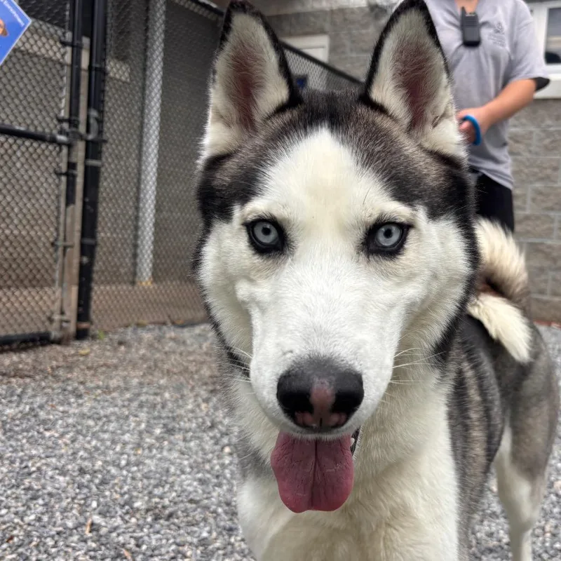 An adult medium-sized male Black Husky dog named Inspector Gadget for adoption in York, PA
