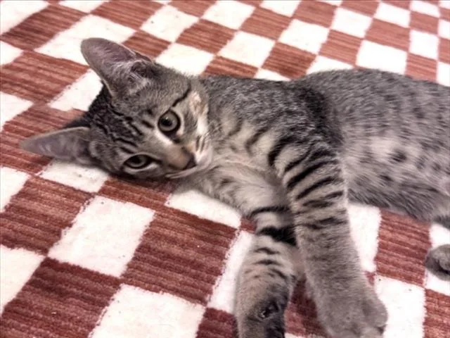 A baby medium-sized male Brown / Chocolate Domestic Short Hair cat named Pluto for adoption in Woodland, CA