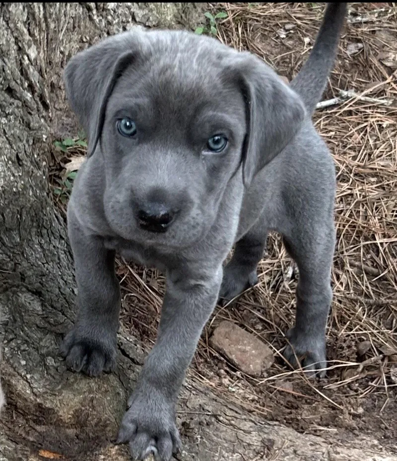 A baby large-sized male Pit Bull Terrier dog named Basil Lonestar for adoption in Rockaway, NJ