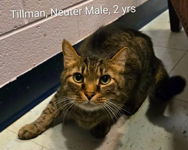 An adult large-sized male Tabby (Gray / Blue / Silver) Domestic Short Hair cat named Tillman for adoption in Amherst, VA