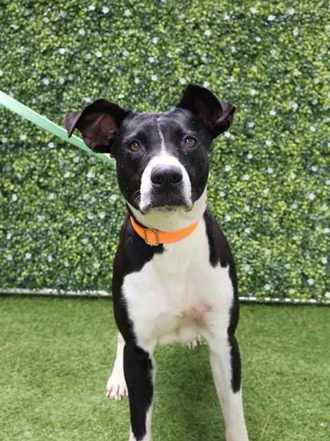 A young large-sized female American Bulldog dog named Peony for adoption in Naples, FL