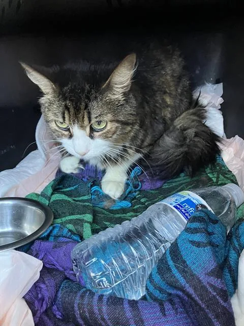 An adult medium-sized female Domestic Short Hair cat named Baby Girl for adoption in Long Beach, CA