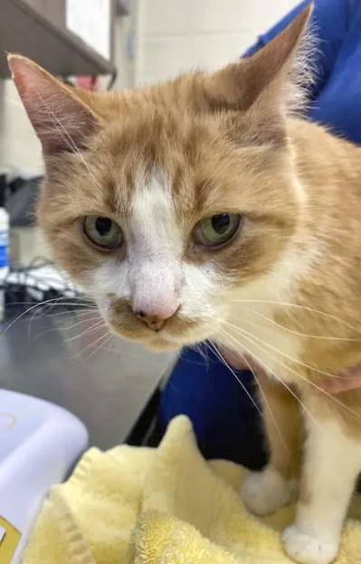 A senior large-sized male Domestic Short Hair cat named Tj for adoption in Fishers, IN