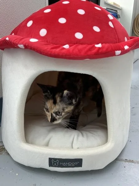 A baby small-sized female Domestic Short Hair cat named Chanterelle for adoption in Skillman, NJ
