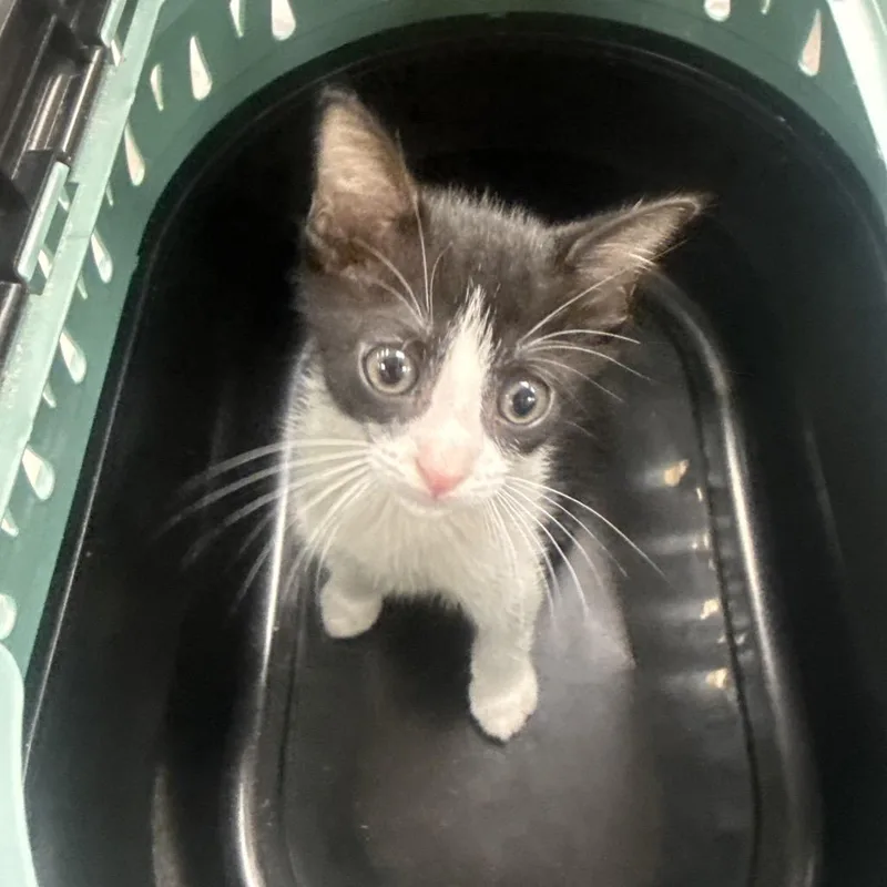 A baby medium-sized male Black Domestic Short Hair cat named Tundra for adoption in Jupiter, FL