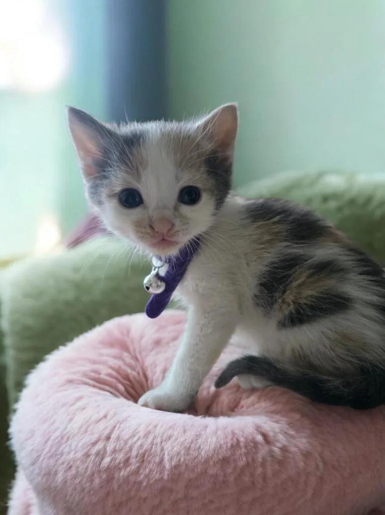A baby small-sized female Domestic Short Hair cat named Tina for adoption in Barron, WI
