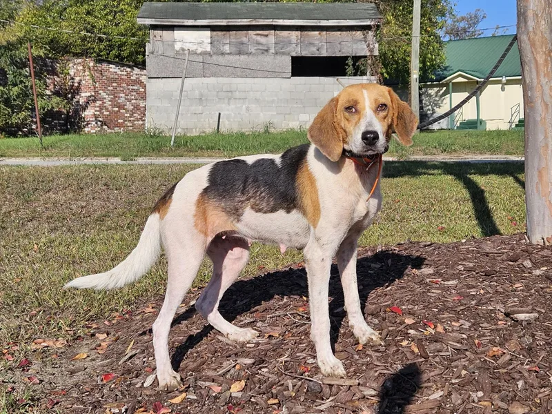 An adult medium-sized female Hound dog named Gemma for adoption in Orangeburg, SC