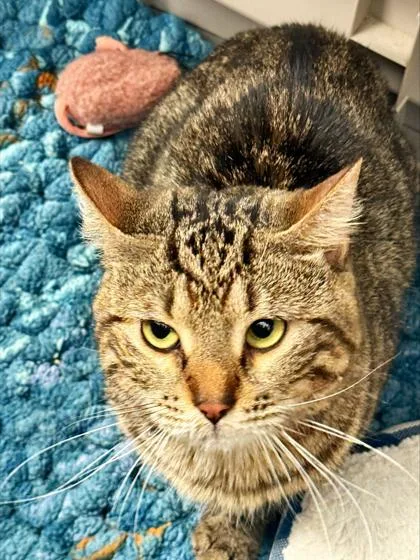 An adult small-sized male Domestic Short Hair cat named Ross for adoption in Madison, NJ