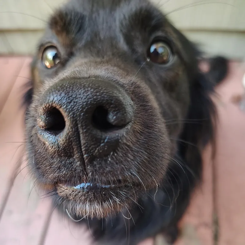 Ollie thumbnail 3
