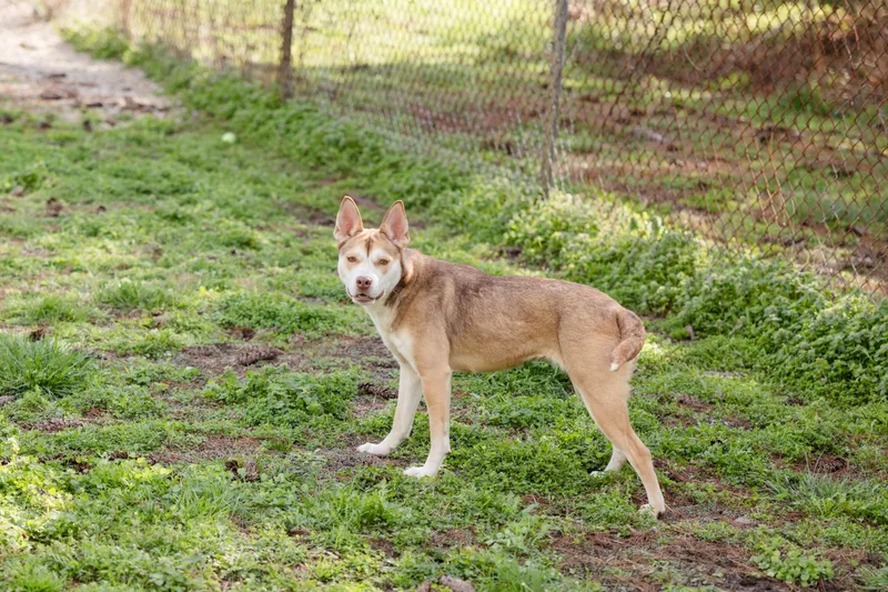 An adult medium-sized female Husky dog named Selena for adoption in Newburgh, IN