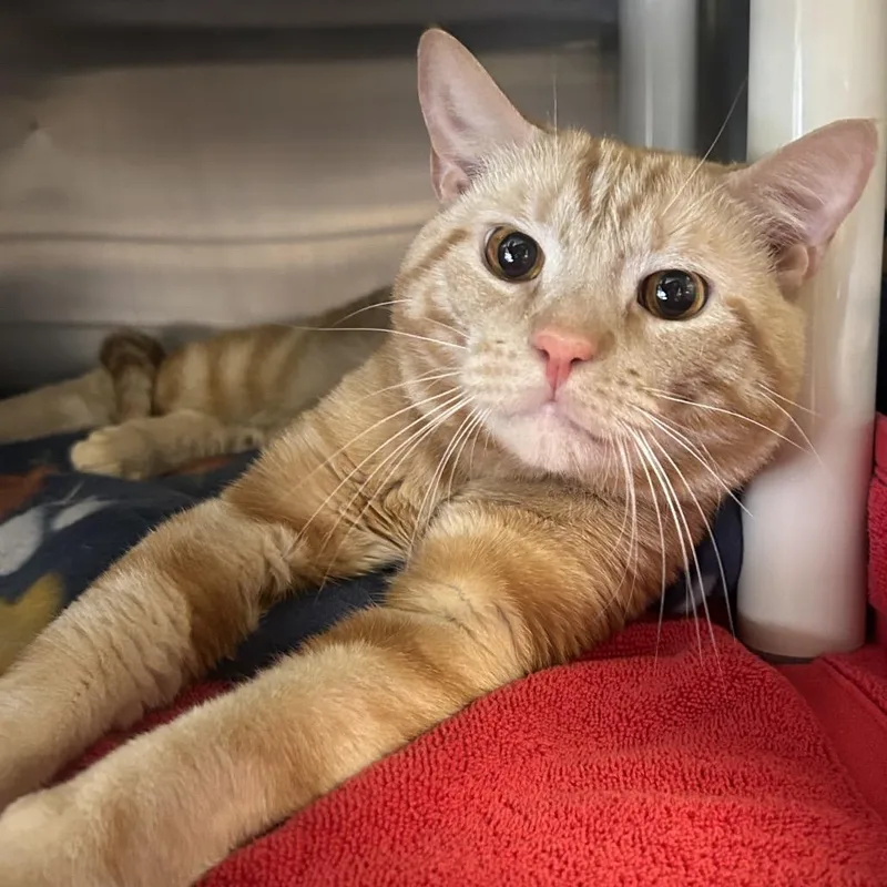 An adult medium-sized male Orange / Red Domestic Short Hair cat named Pony Boy for adoption in Newark, DE