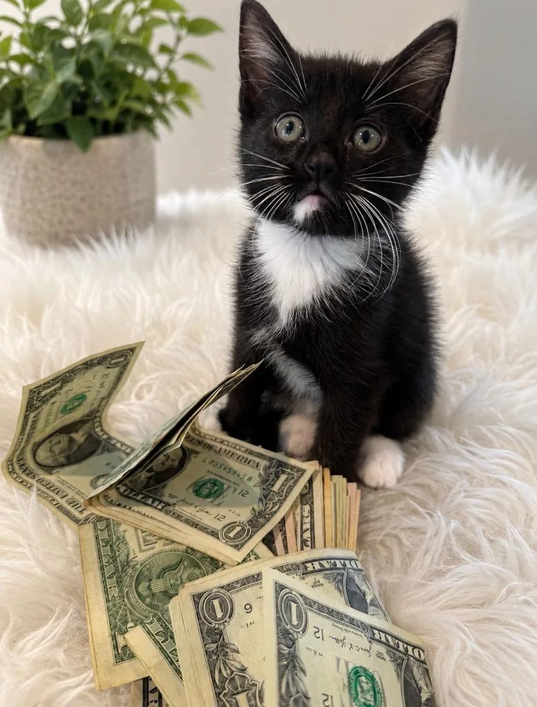 A baby medium-sized male Domestic Short Hair cat named Logan for adoption in Johnson City, TN