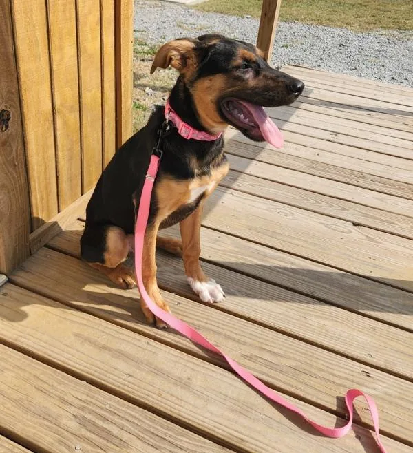 A young medium-sized female German Shepherd Dog dog named Kali for adoption in Cleveland, TN