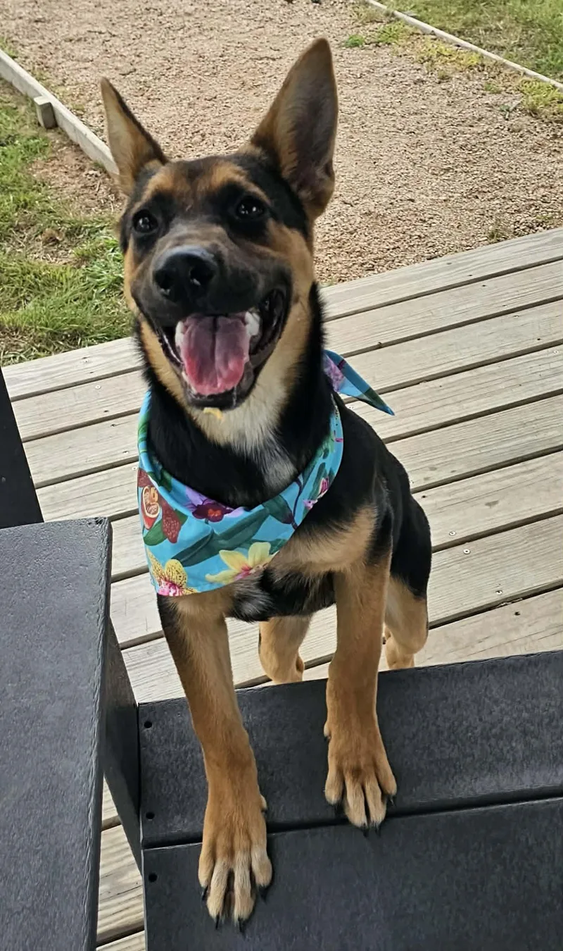 A young medium-sized female Black German Shepherd Dog dog named Ladybird for adoption in Houston, TX