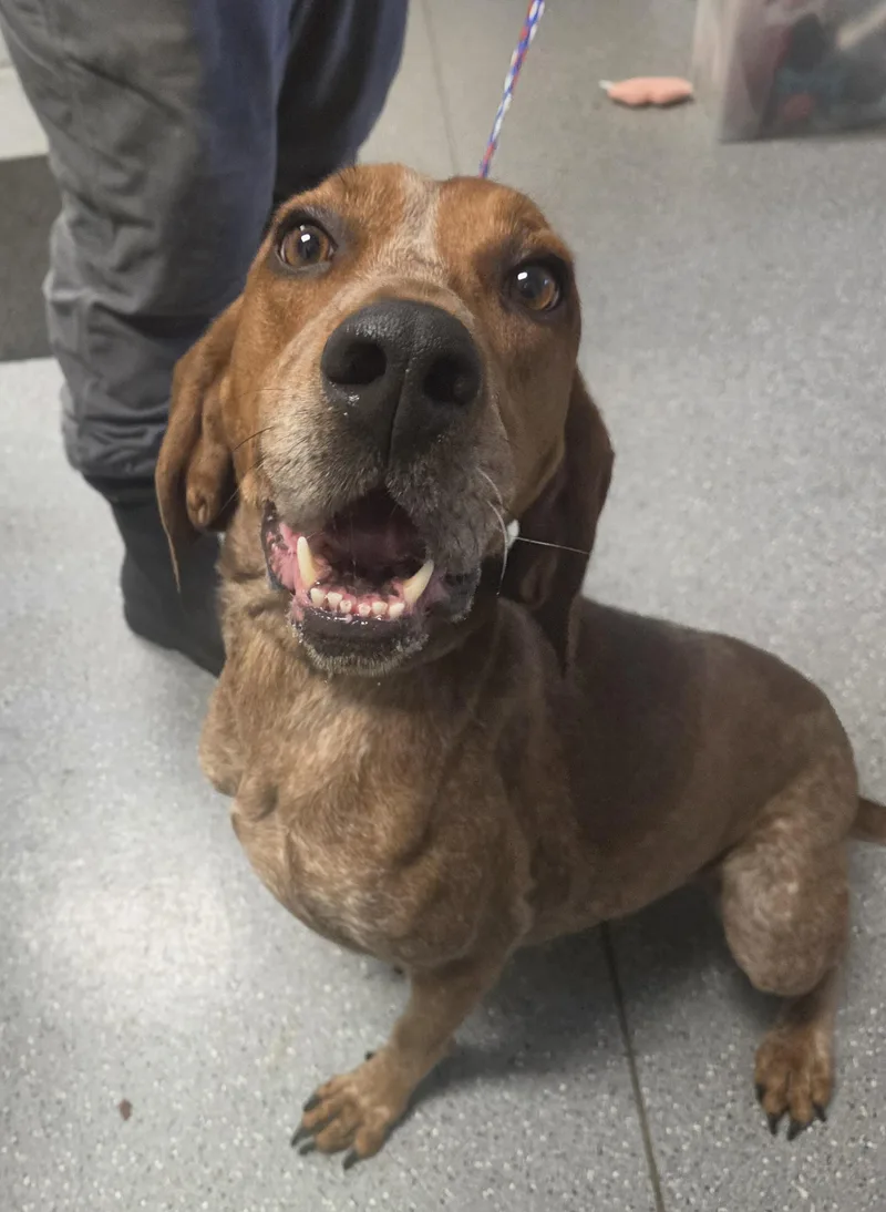 A young medium-sized female Red / Chestnut / Orange Coonhound dog named Reba for adoption in Watertown, NY