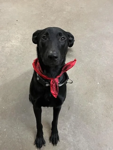 An adult medium-sized male Black Labrador Retriever dog named Wayne for adoption in Houston, TX