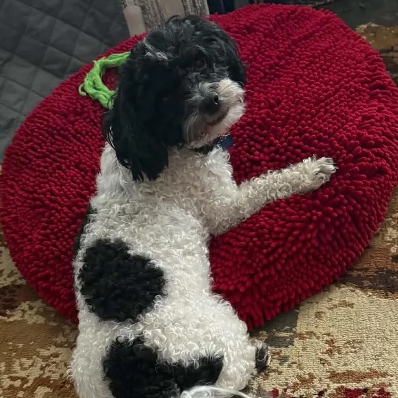 A young small-sized male Shih Tzu dog named Diamond for adoption in Cherry Hill, NJ