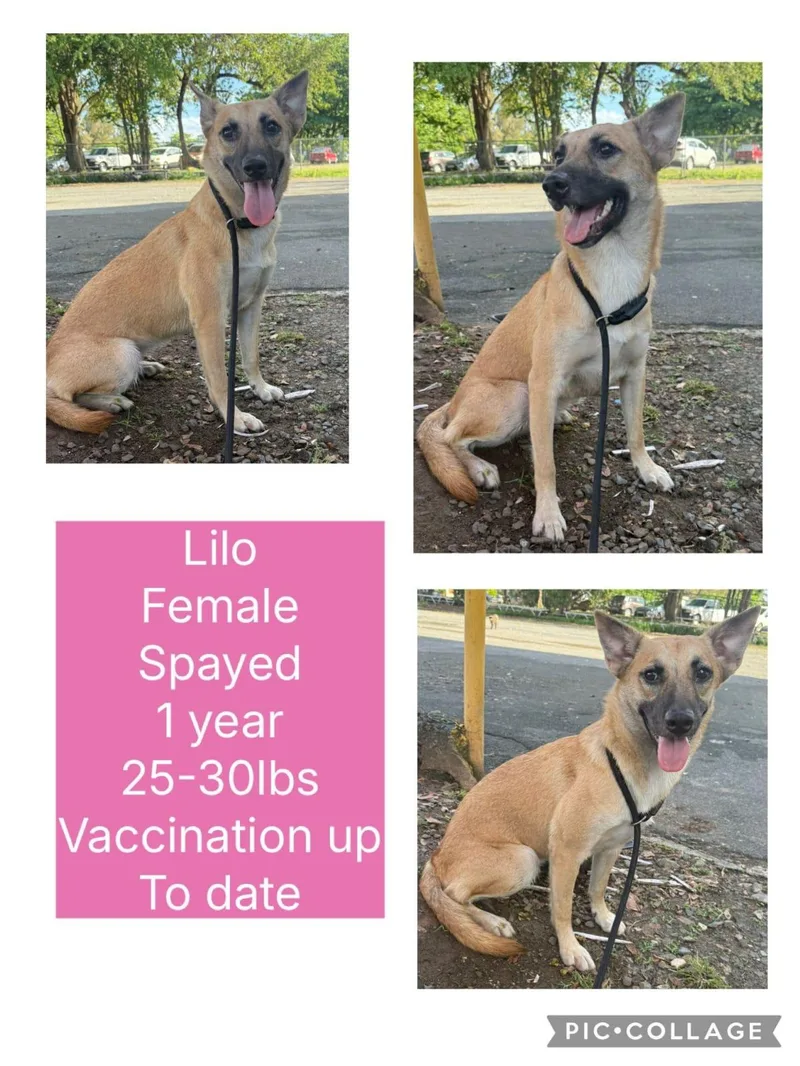 A young medium-sized female Mixed Breed dog named Lilo for adoption in San Juan, PR