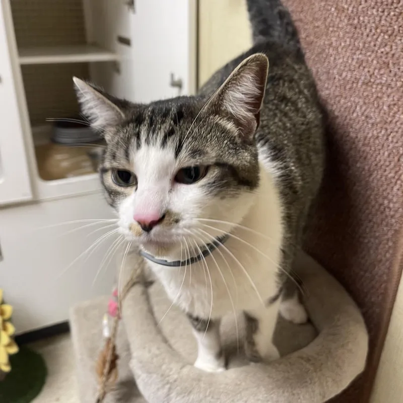 An adult large-sized male Brown / Chocolate Domestic Short Hair cat named Cam for adoption in Tulsa, OK