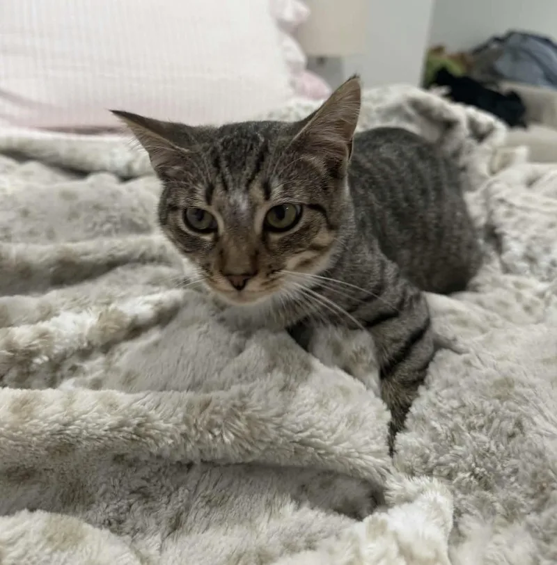A baby small-sized female Domestic Short Hair cat named Fern for adoption in Gladstone, OR